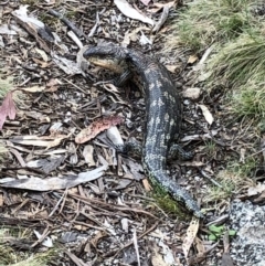 Tiliqua nigrolutea (Blotched Blue-tongue) at Rendezvous Creek, ACT - 2 Nov 2019 by Jubeyjubes