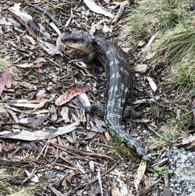 Tiliqua nigrolutea (Blotched Blue-tongue) at Rendezvous Creek, ACT - 2 Nov 2019 by Jubeyjubes