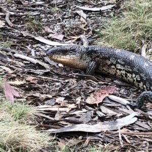 Tiliqua nigrolutea at Rendezvous Creek, ACT - 2 Nov 2019