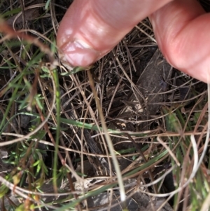 Viola sp. at Rendezvous Creek, ACT - 2 Nov 2019 04:29 PM