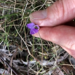 Viola sp. at Rendezvous Creek, ACT - 2 Nov 2019 04:29 PM