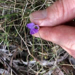 Viola sp. at Rendezvous Creek, ACT - 2 Nov 2019