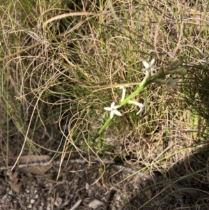 Stackhousia sp. at Rendezvous Creek, ACT - 2 Nov 2019