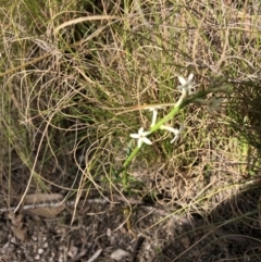 Stackhousia sp. at Rendezvous Creek, ACT - 2 Nov 2019 by Jubeyjubes