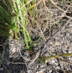 Stackhousia sp. at Rendezvous Creek, ACT - 2 Nov 2019 04:26 PM