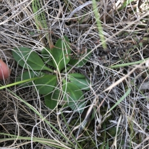 Brachyscome decipiens at Rendezvous Creek, ACT - 2 Nov 2019 04:17 PM