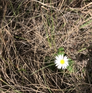 Brachyscome decipiens at Rendezvous Creek, ACT - 2 Nov 2019 04:17 PM