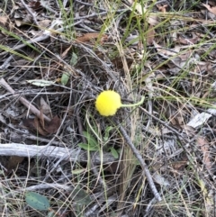 Craspedia sp. (Billy Buttons) at Rendezvous Creek, ACT - 2 Nov 2019 by Jubeyjubes