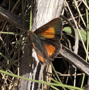 Paralucia aurifera at Rendezvous Creek, ACT - 2 Nov 2019 04:10 PM