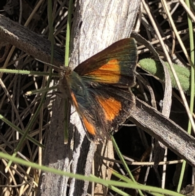 Paralucia aurifera (Bright Copper) at Namadgi National Park - 2 Nov 2019 by Jubeyjubes