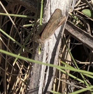 Paralucia aurifera at Rendezvous Creek, ACT - 2 Nov 2019