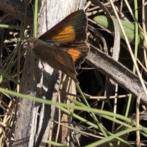 Paralucia aurifera at Rendezvous Creek, ACT - 2 Nov 2019 04:10 PM