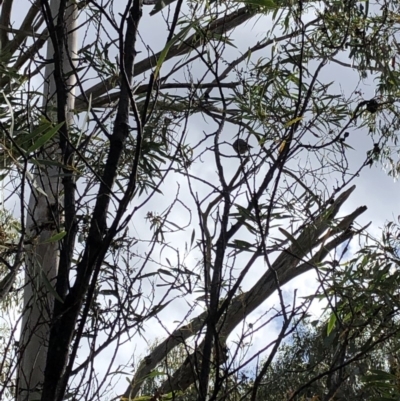 Pachycephala rufiventris at Namadgi National Park - 2 Nov 2019 by Jubeyjubes