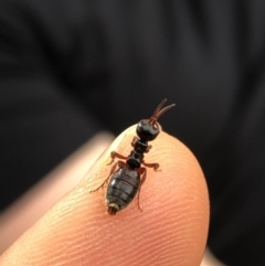 Thynninae (subfamily) (Smooth flower wasp) at Namadgi National Park - 2 Nov 2019 by Jubeyjubes