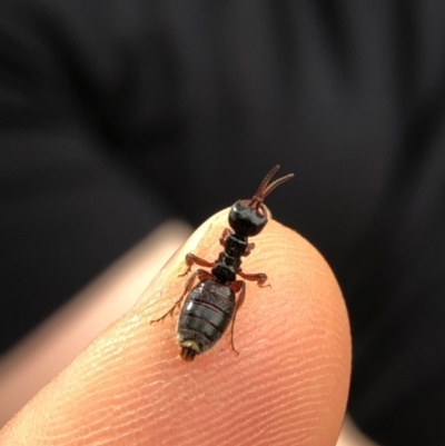 Thynninae (subfamily) (Smooth flower wasp) at Namadgi National Park - 2 Nov 2019 by Jubeyjubes