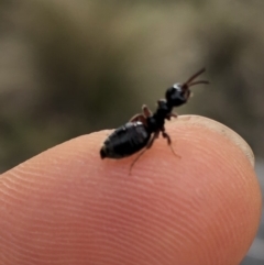 Thynninae (subfamily) at Rendezvous Creek, ACT - 2 Nov 2019