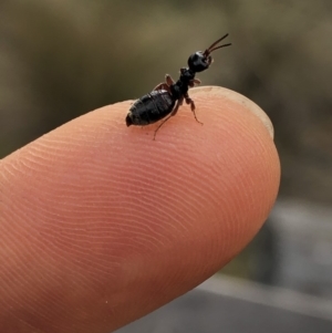 Thynninae (subfamily) at Rendezvous Creek, ACT - 2 Nov 2019