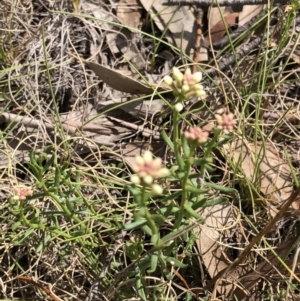 Stackhousia monogyna at Rendezvous Creek, ACT - 2 Nov 2019