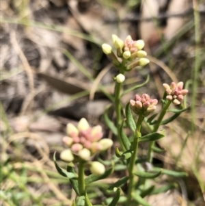 Stackhousia monogyna at Rendezvous Creek, ACT - 2 Nov 2019