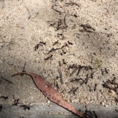 Iridomyrmex purpureus (Meat Ant) at Rendezvous Creek, ACT - 2 Nov 2019 by Jubeyjubes