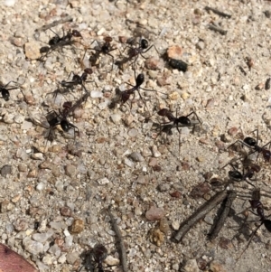 Iridomyrmex purpureus at Rendezvous Creek, ACT - 2 Nov 2019