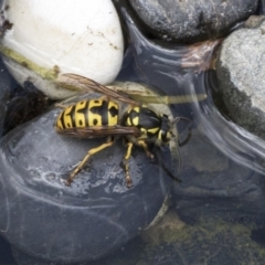 Vespula germanica (European wasp) at Higgins, ACT - 2 Nov 2019 by AlisonMilton