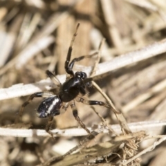 Zodariidae (family) (Unidentified Ant spider or Spotted ground spider) at Higgins, ACT - 2 Nov 2019 by AlisonMilton