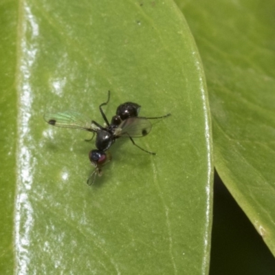 Sepsidae (family) (Ant fly) at Higgins, ACT - 2 Nov 2019 by AlisonMilton