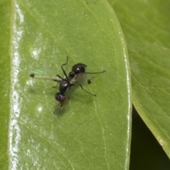 Sepsidae (family) (Ant fly) at Higgins, ACT - 1 Nov 2019 by AlisonMilton
