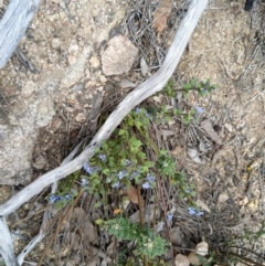 Dampiera fusca (Kydra Dampiera) at Michelago, NSW - 2 Nov 2019 by markus