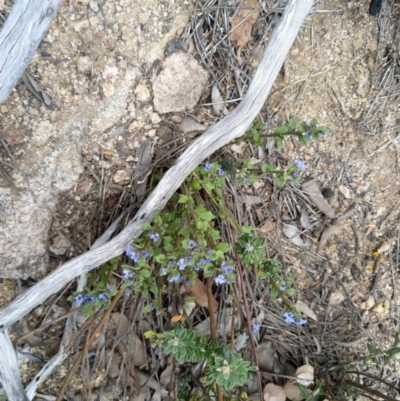 Dampiera fusca (Kydra Dampiera) at Michelago, NSW - 1 Nov 2019 by markus