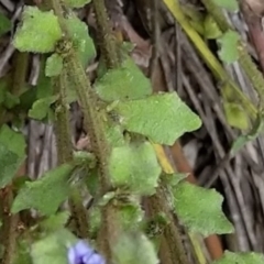 Dampiera fusca at Michelago, NSW - 2 Nov 2019