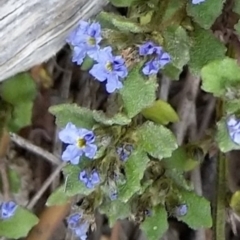 Dampiera fusca at Michelago, NSW - 2 Nov 2019