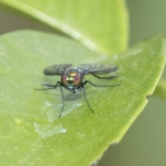 Dolichopodidae sp. (family) (Unidentified Long-legged fly) at Higgins, ACT - 1 Nov 2019 by AlisonMilton