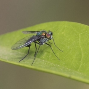 Dolichopodidae (family) at Higgins, ACT - 2 Nov 2019 09:14 AM