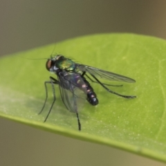 Dolichopodidae (family) at Higgins, ACT - 2 Nov 2019 09:14 AM