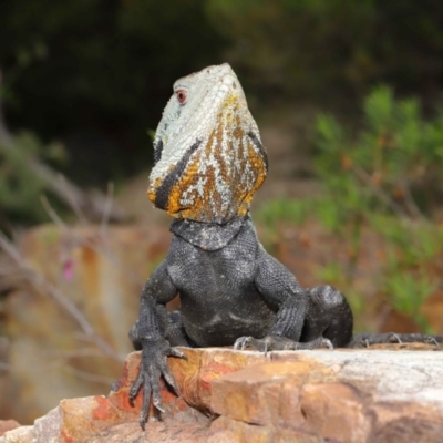 Intellagama lesueurii howittii (Gippsland Water Dragon) at ANBG - 30 Oct 2019 by TimL