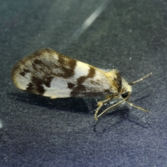 Anestia (genus) (A tiger moth) at Kambah, ACT - 2 Nov 2019 by Marthijn