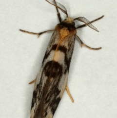 Anestia (genus) at Kambah, ACT - 2 Nov 2019 08:17 PM