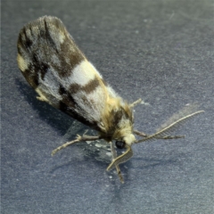 Anestia (genus) at Kambah, ACT - 2 Nov 2019