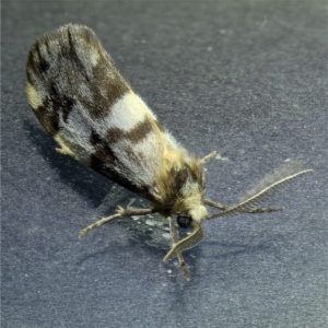 Anestia (genus) at Kambah, ACT - 2 Nov 2019 08:17 PM