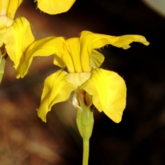 Goodenia pinnatifida (Scrambled Eggs) at Mount Ainslie - 1 Nov 2019 by Marthijn