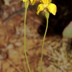 Goodenia pinnatifida at Mount Ainslie - 2 Nov 2019