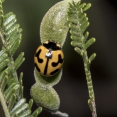 Coccinella transversalis (Transverse Ladybird) at The Pinnacle - 30 Oct 2019 by AlisonMilton