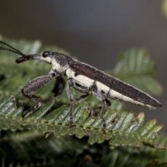 Rhinotia sp. (genus) (Unidentified Rhinotia weevil) at Hawker, ACT - 30 Oct 2019 by AlisonMilton