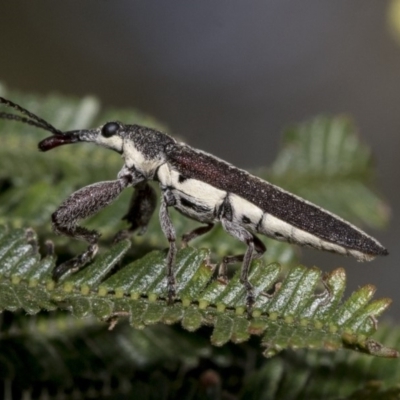 Rhinotia sp. (genus) (Unidentified Rhinotia weevil) at Hawker, ACT - 31 Oct 2019 by AlisonMilton