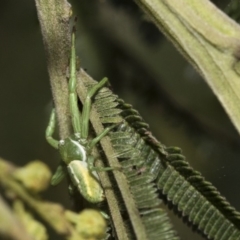 Thomisidae (family) (Unidentified Crab spider or Flower spider) at Hawker, ACT - 31 Oct 2019 by AlisonMilton