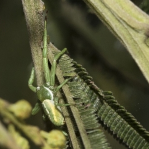 Thomisidae (family) at Hawker, ACT - 31 Oct 2019