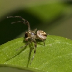 Australomisidia sp. (genus) (Flower spider) at Higgins, ACT - 30 Oct 2019 by AlisonMilton