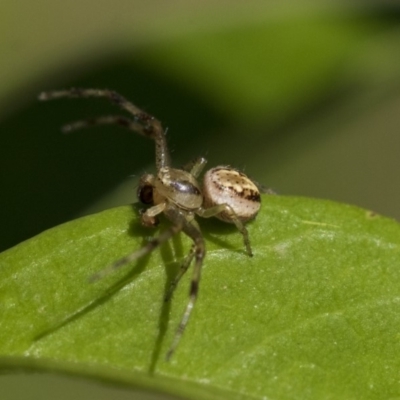 Australomisidia sp. (genus) (Flower spider) at Higgins, ACT - 30 Oct 2019 by AlisonMilton